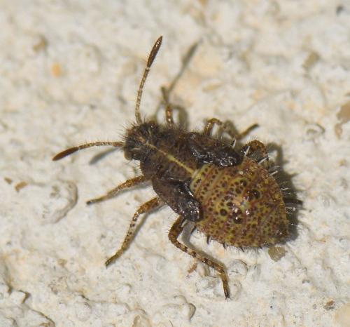 Réf. 244 510 : Rhopalus sp.